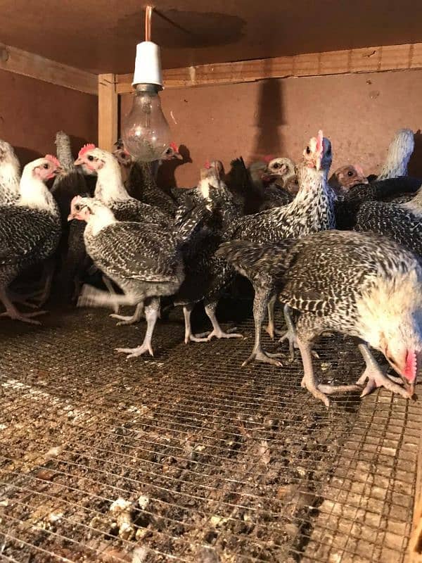 austrolop australorp australop Egyptian fayumi rice husk available 1