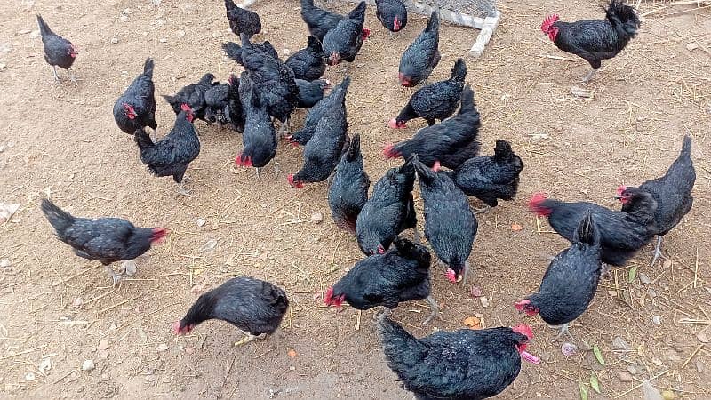 austrolop australorp australop Egyptian fayumi rice husk available 4