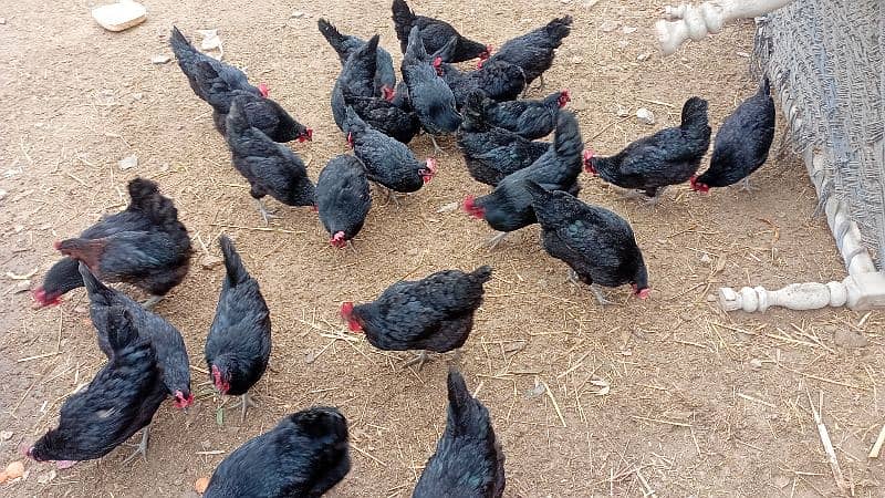 austrolop australorp australop Egyptian fayumi rice husk available 5