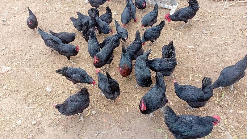 austrolop australorp australop Egyptian fayumi rice husk available 6