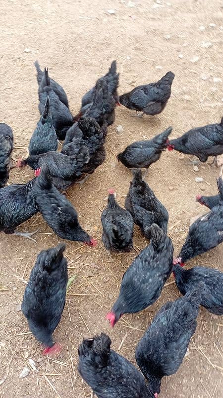 austrolop australorp australop Egyptian fayumi rice husk available 7