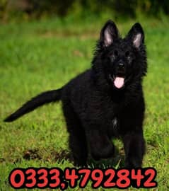 black shepherd puppies for sale