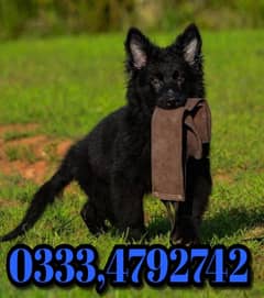 black shepherd puppies for sale