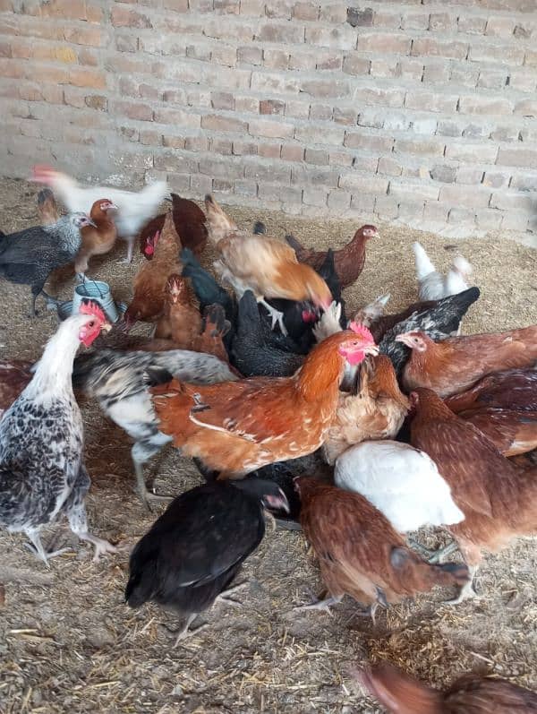 Hens and Cooks for sell 0