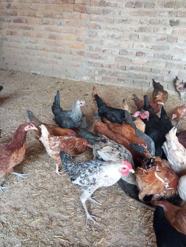 Hens and Cooks for sell 1