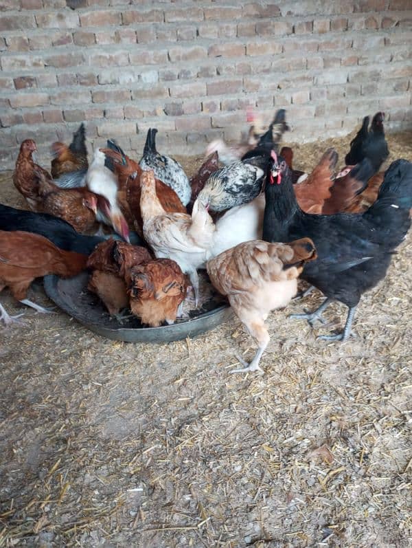 Hens and Cooks for sell 2