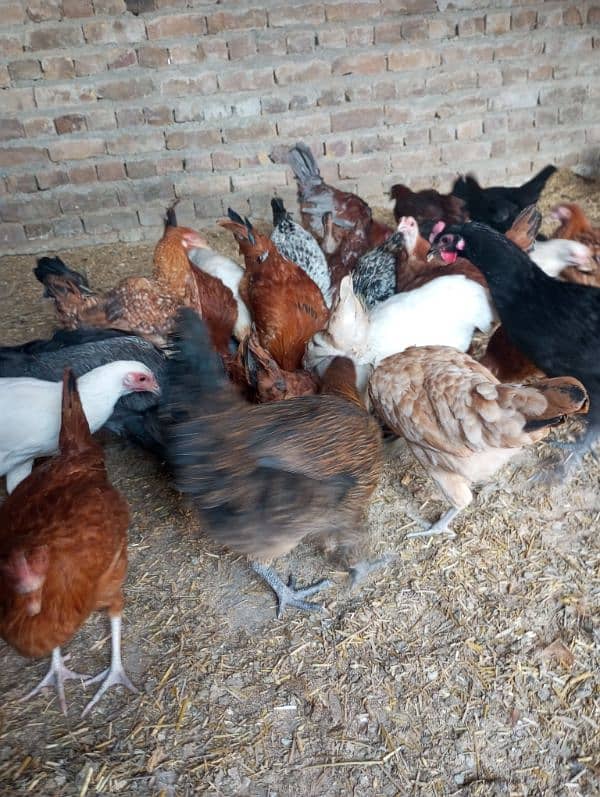 Hens and Cooks for sell 3