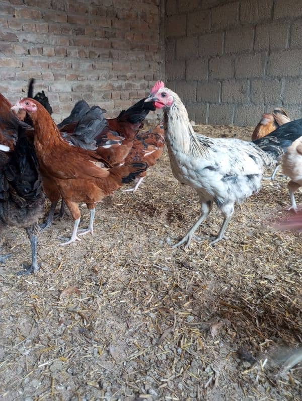 Hens and Cooks for sell 4