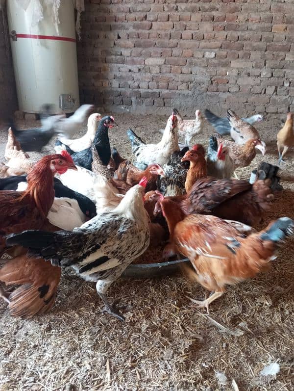 Hens and Cooks for sell 5