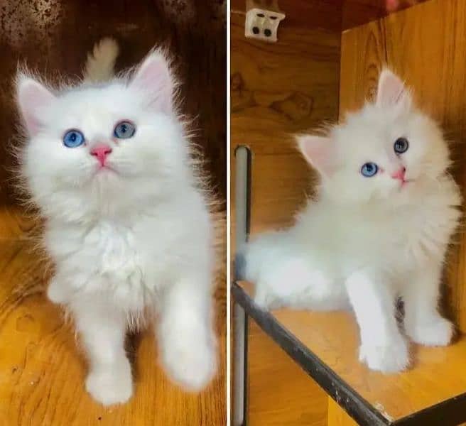 Persian kittens 1 month 15 days 0