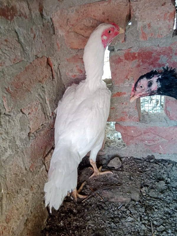 aseel heera | white aseel | white chicken white shmooh 4