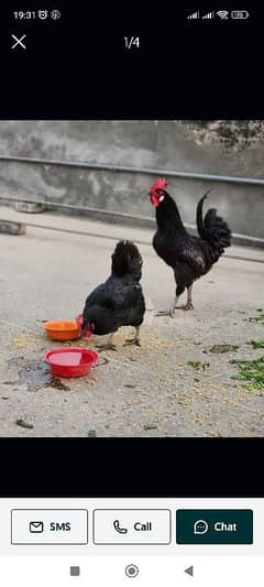 Australorp