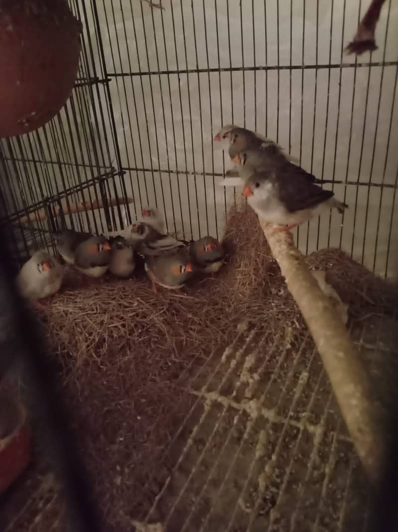 zebra finch self pathy 0