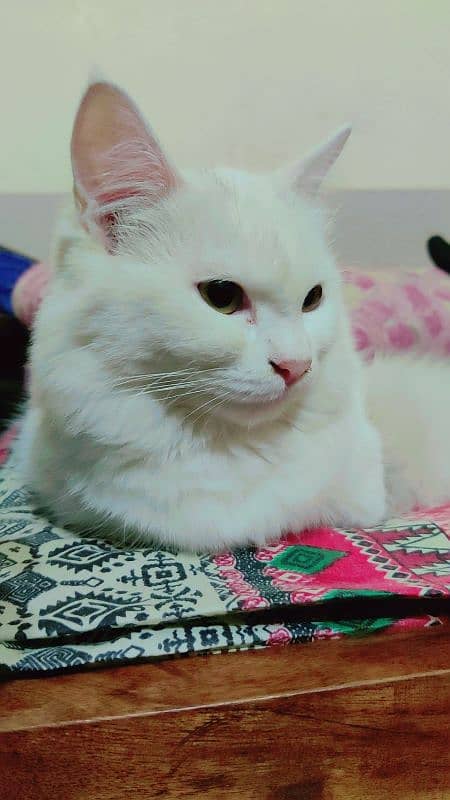 Persian cat 1