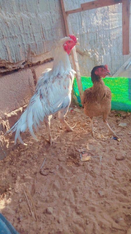 Assalam o Alikum Aseel pair for sale 5