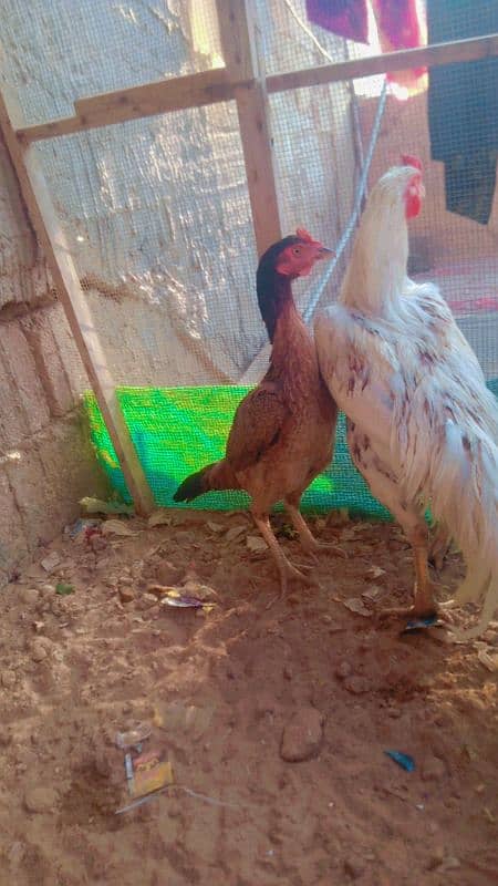 Assalam o Alikum Aseel pair for sale 6