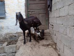 Big bakri 03145387877