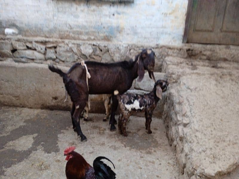 Big bakri 03145387877 2