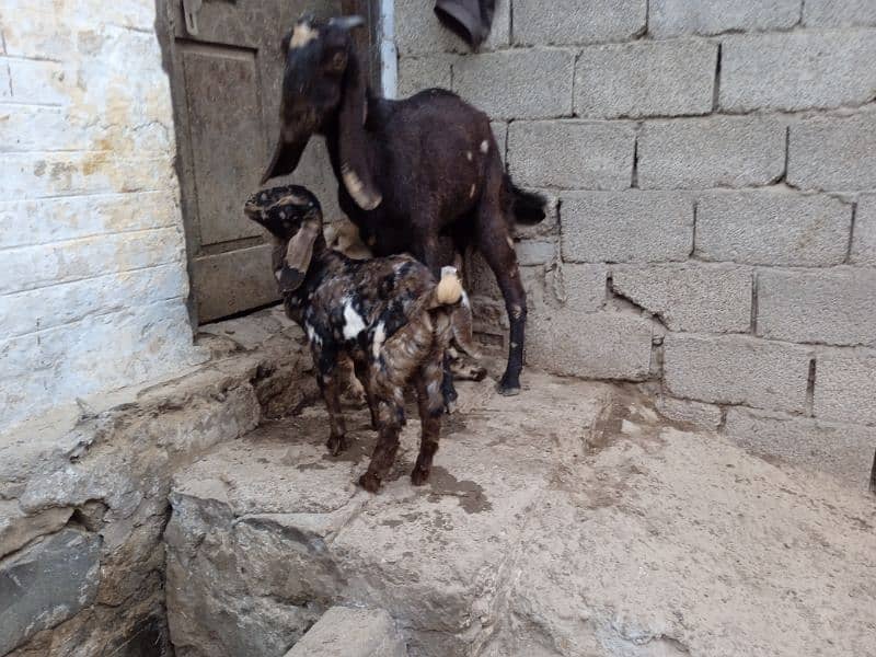 Big bakri 03145387877 3