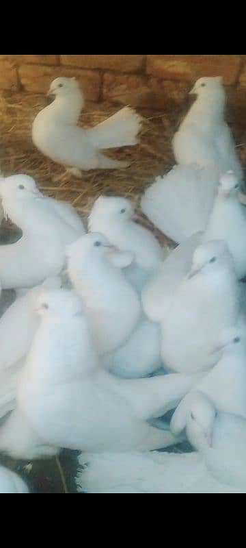 I want to sell this pigeons any buddy interested then DM me jazakallah 0