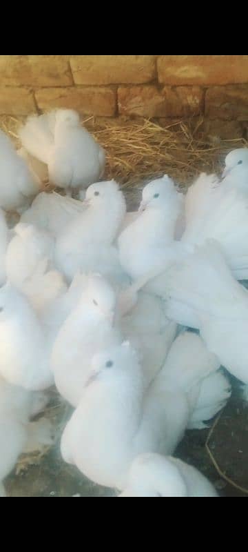 I want to sell this pigeons any buddy interested then DM me jazakallah 1