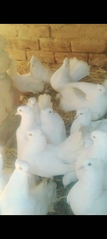 I want to sell this pigeons any buddy interested then DM me jazakallah 2