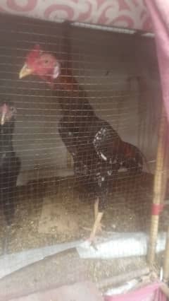 3354061128 Aseel Pair of Cross with Thai Hen with Lassani Old Blood