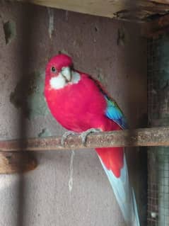 Red Rosella Breeder Male for Sale