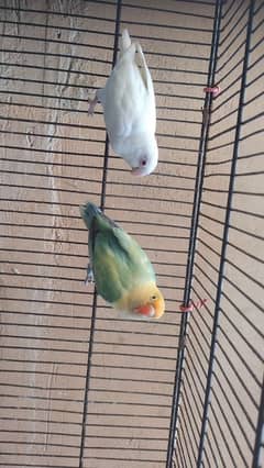 3 pair for sell albino red eye mall parblue pastaleno female pair