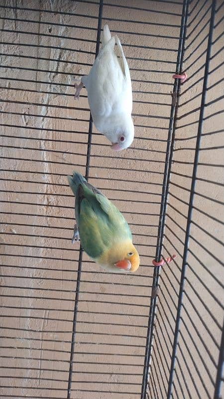 3 pair for sell  albino red eye mall parblue pastaleno female pair 1