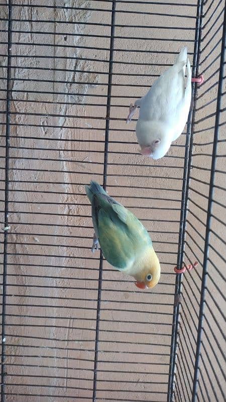 3 pair for sell  albino red eye mall parblue pastaleno female pair 2