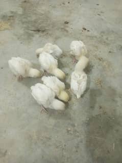 Heera Aseel Chicks ( 03204661930 )