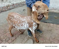 gaban makicheni goat