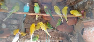 Budgies