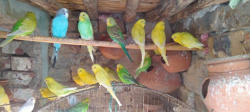 Budgies 1