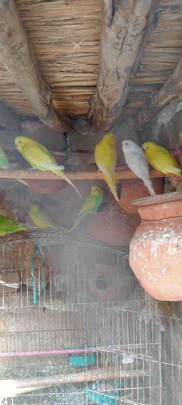 Budgies 2