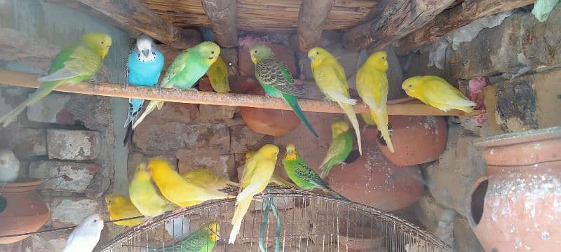 Budgies 3