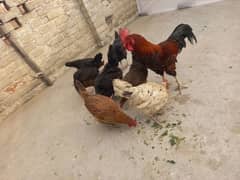 female hens available han eggs da rahi han