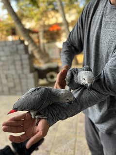 African Grey Self Feed Babies