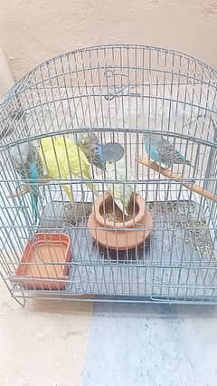 Australian budgies parrots birds for sale --- Bajri tootay .