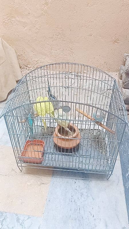 Australian budgies parrots birds for sale --- Bajri tootay . 1