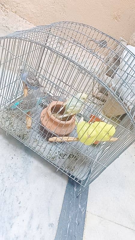 Australian budgies parrots birds for sale --- Bajri tootay . 2