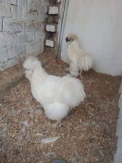 white silky phair for sale 03287388364