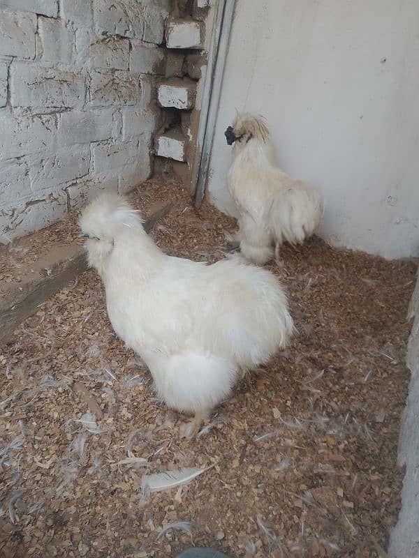 white silky phair for sale 03287388364 0