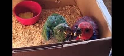 Grand Eclectus Chicks