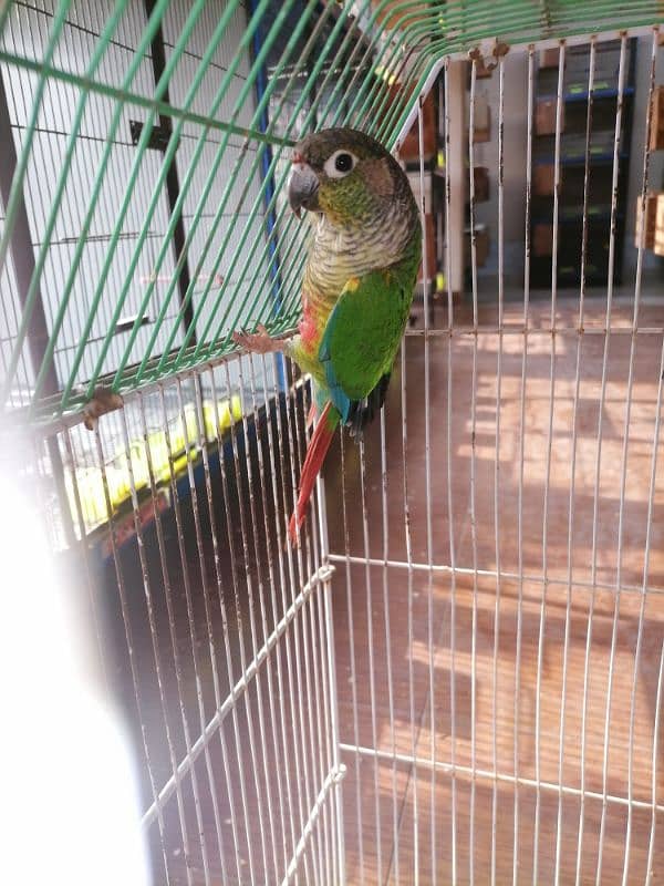 SUN CONURE GREEN Cheeked Male 1