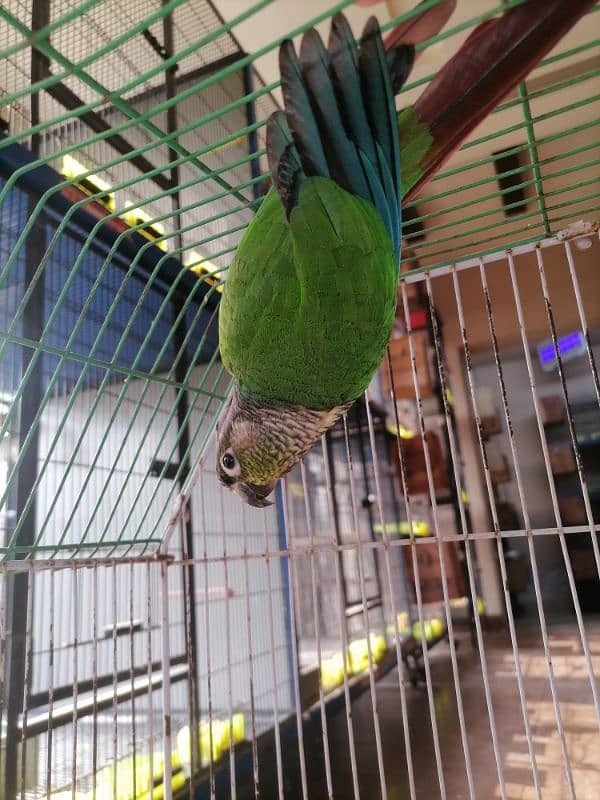 SUN CONURE GREEN Cheeked Male 3