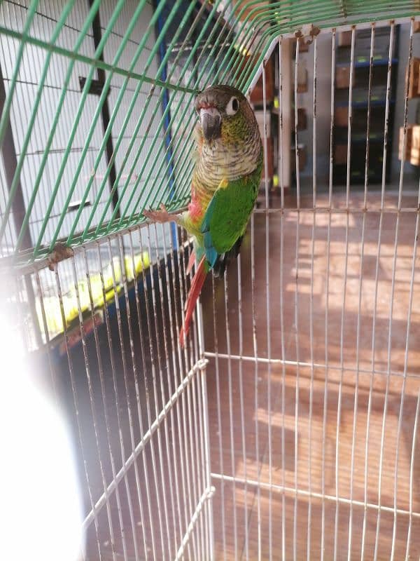 SUN CONURE GREEN Cheeked Male 4