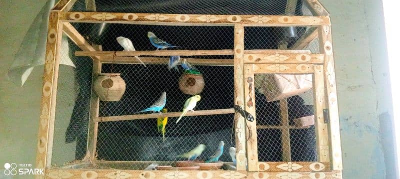 6pair Australia parrots and  pinjra 0