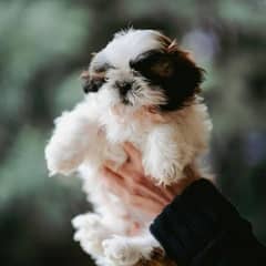 Shih Tzu / Shitzu Show Class Pedigreed Puppies For Sale.